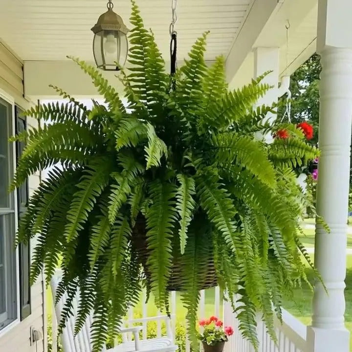 null